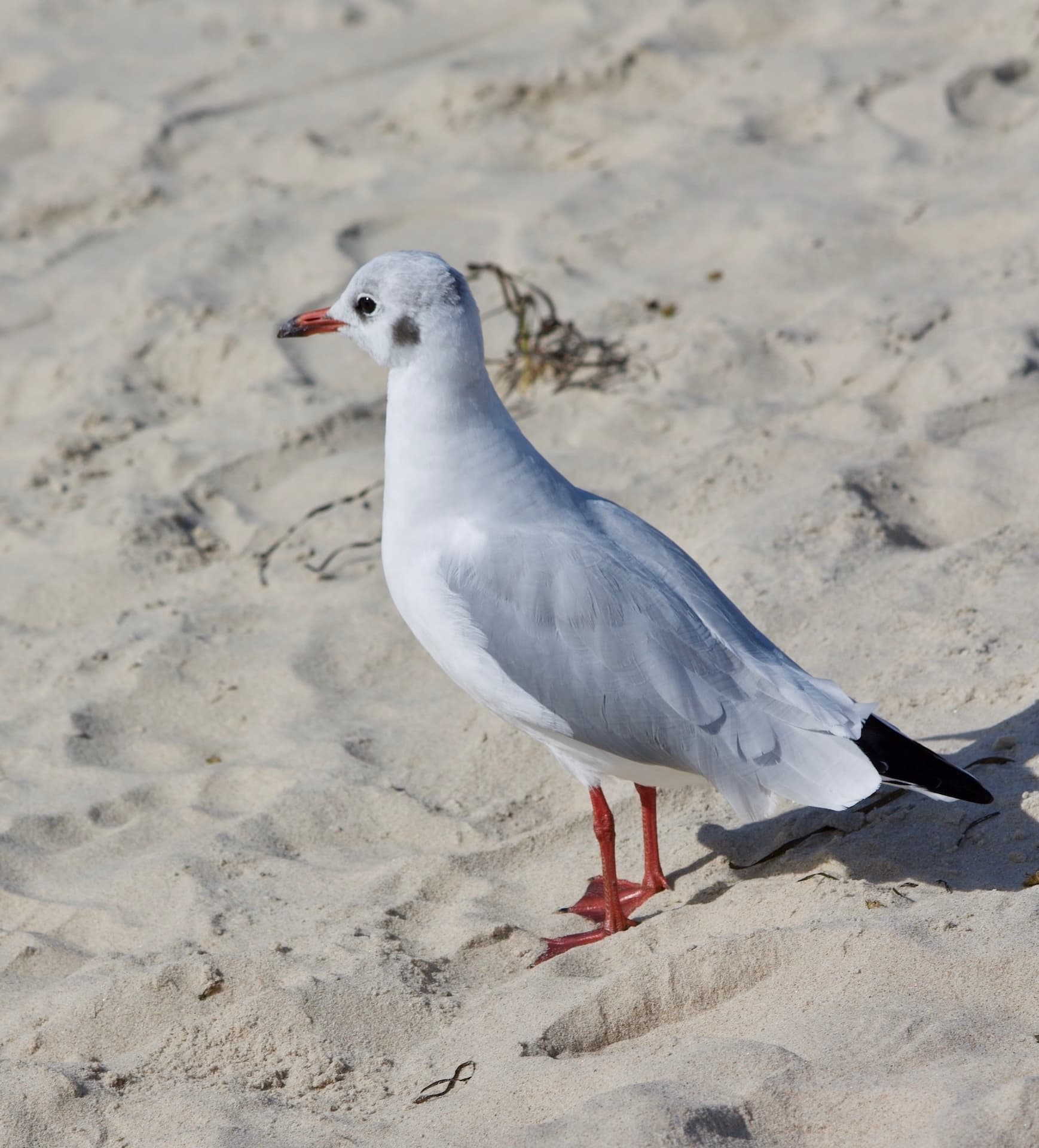 Strand Bild