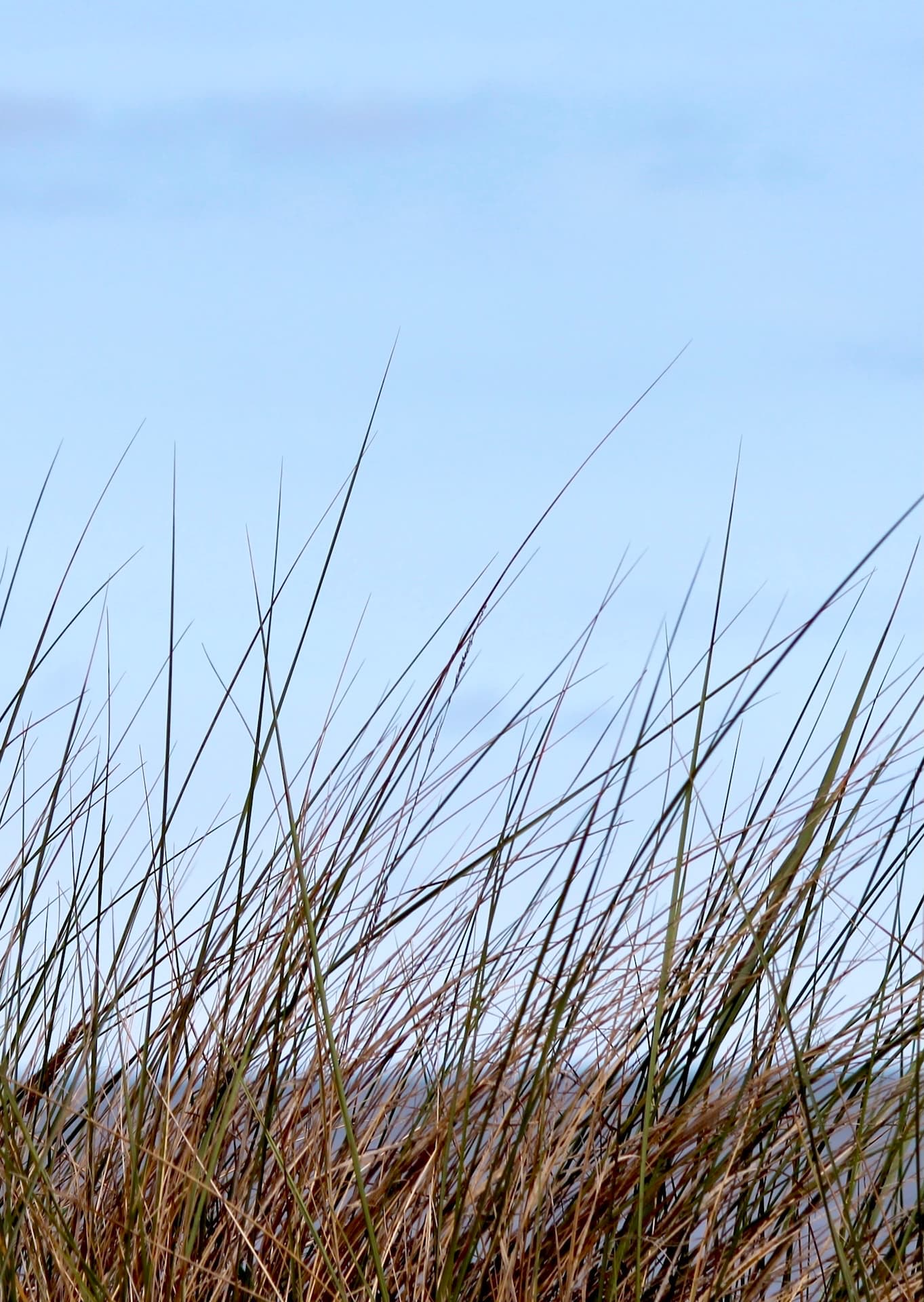Strandhafer Bild